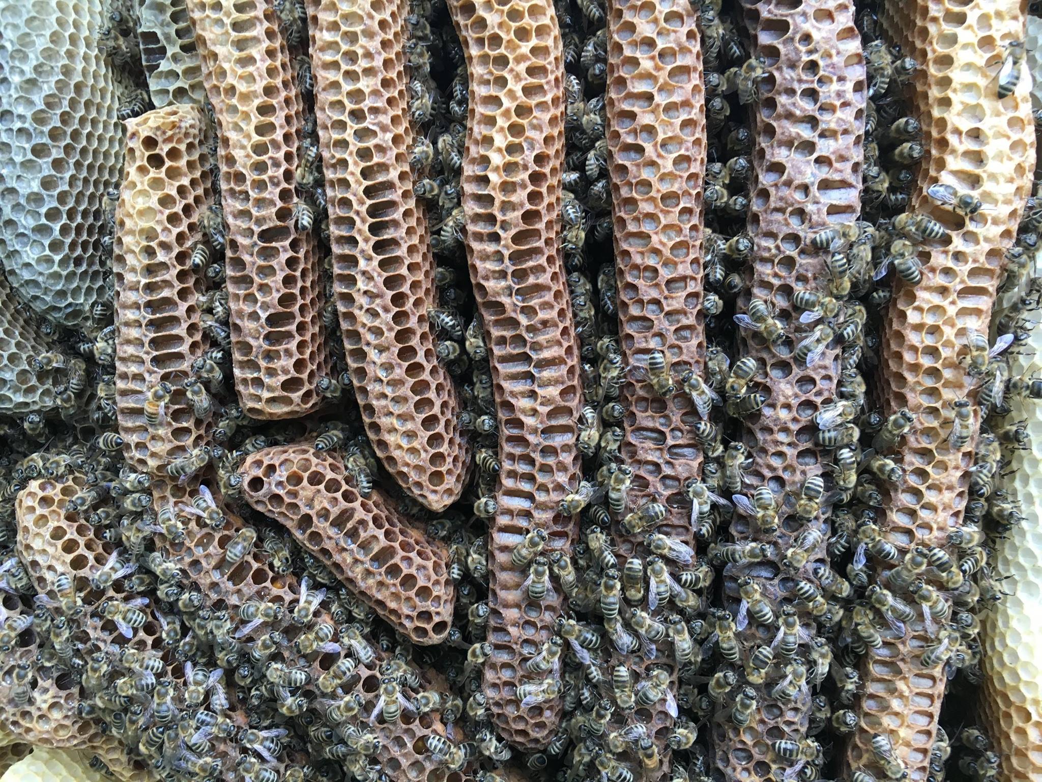 Bienenkiste 1